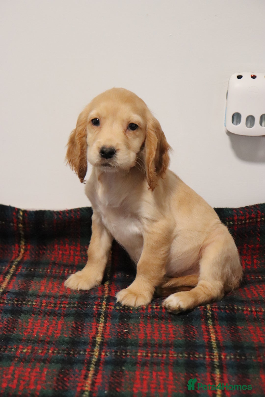 Cocker Spaniel dogs for sale: Stunning Cocker Spaniel Puppies. Now ready.  - Advert 7