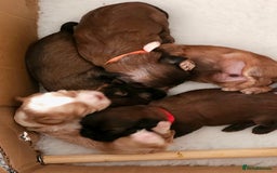 Shihpoo dogs for sale: Shipoo, shitzu cross breed for sale - Image 1