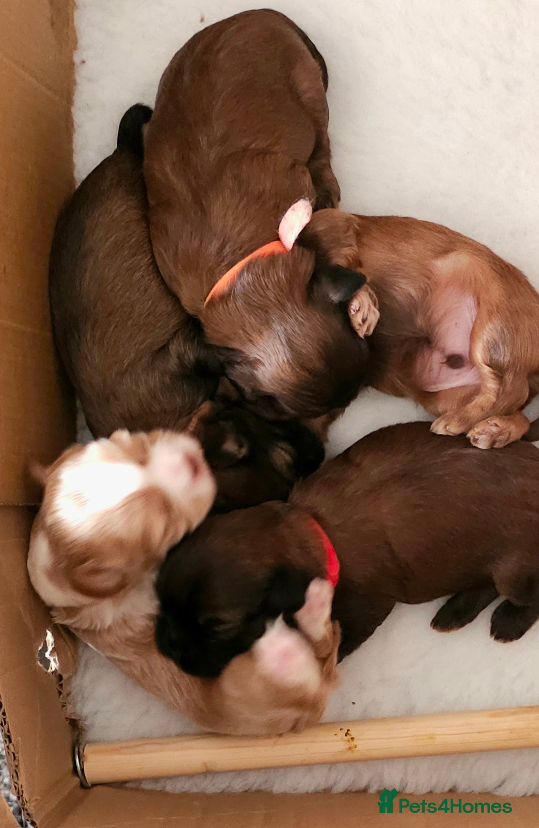 Shihpoo dogs for sale: Shipoo, shitzu cross breed for sale - Image 1