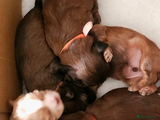 Shihpoo dogs - Advert 1