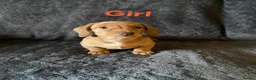 Miniature Dachshund dogs for sale: miniature dachshunds - Advert 7