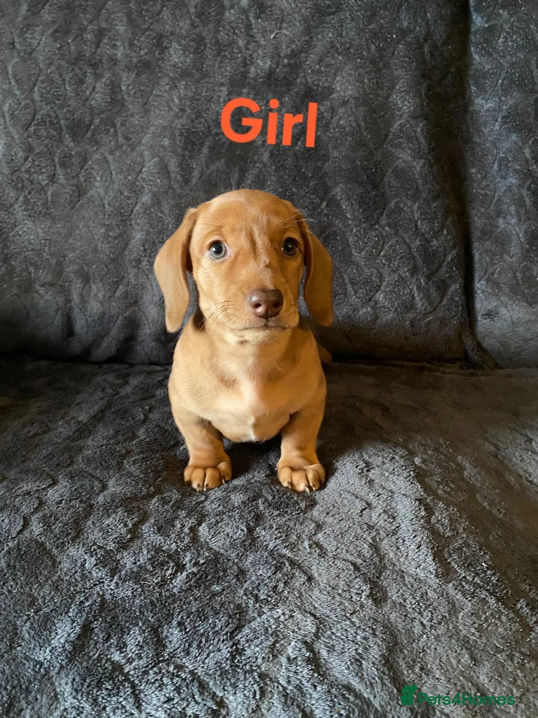 Miniature Dachshund dogs for sale: miniature dachshunds - Advert 7