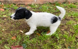 Jackapoo dogs for sale: @@GORGEOUS JACKAPOO PUPPIES@@ - Advert 11