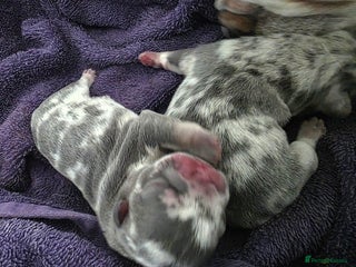 French Bulldog dogs Lilac merle french bulldogs - Advert 15