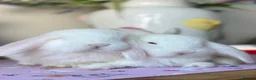 French Lop rabbits for sale: The happy hoppers French lop babies - Advert 4