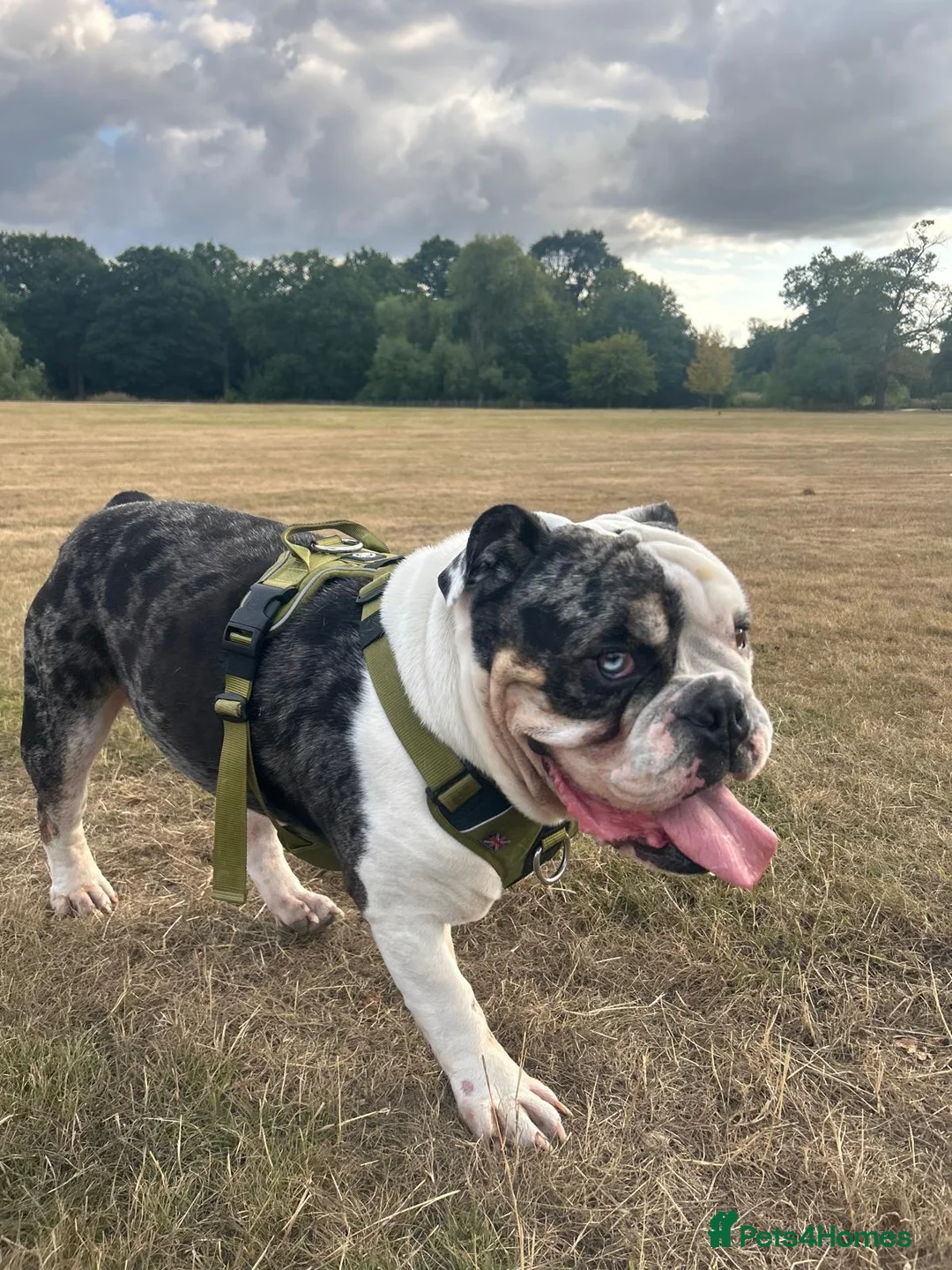 Olde English Bulldogge dogs for stud: Olde English Bulldog - Big Frankie - Advert 2