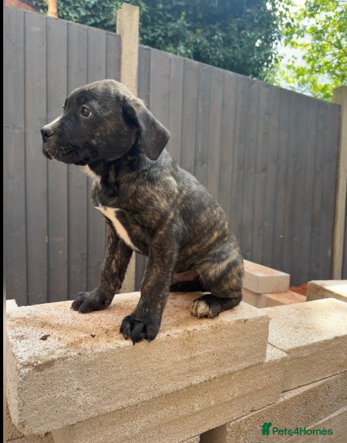Presa Canario dogs Reduced!! 🏆Champion Blood presa Canario pups!! - Advert 3