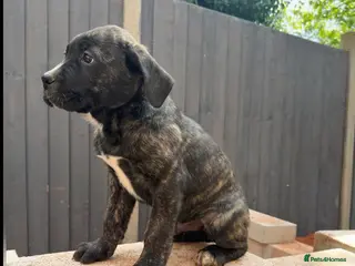 Presa Canario dogs Reduced!! 🏆Champion Blood presa Canario pups!! - Advert 3