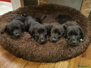Borador dogs Adorable Labrador puppies - Advert 4
