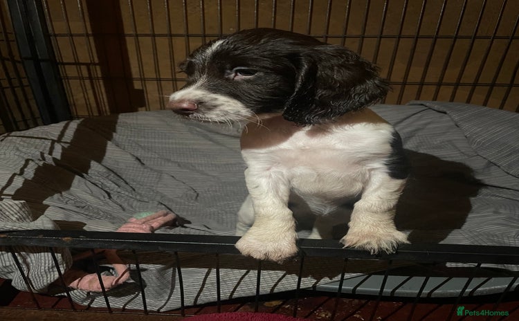 Sprocker dogs - Advert 24