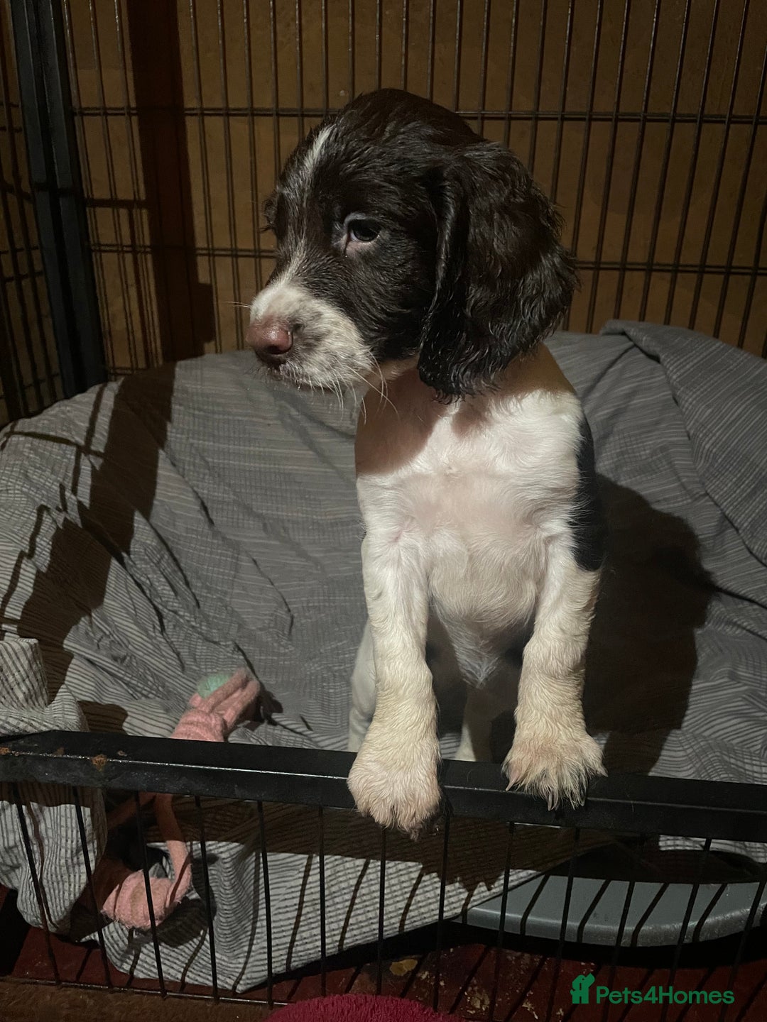 Sprocker dogs for sale: Gorgeous Sprocker Spaniel Puppies 🐶 - Image 1