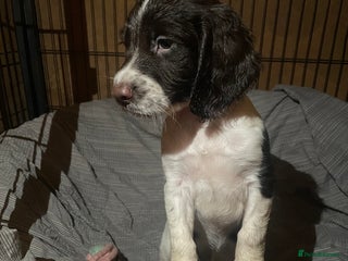 Sprocker dogs - Advert 3