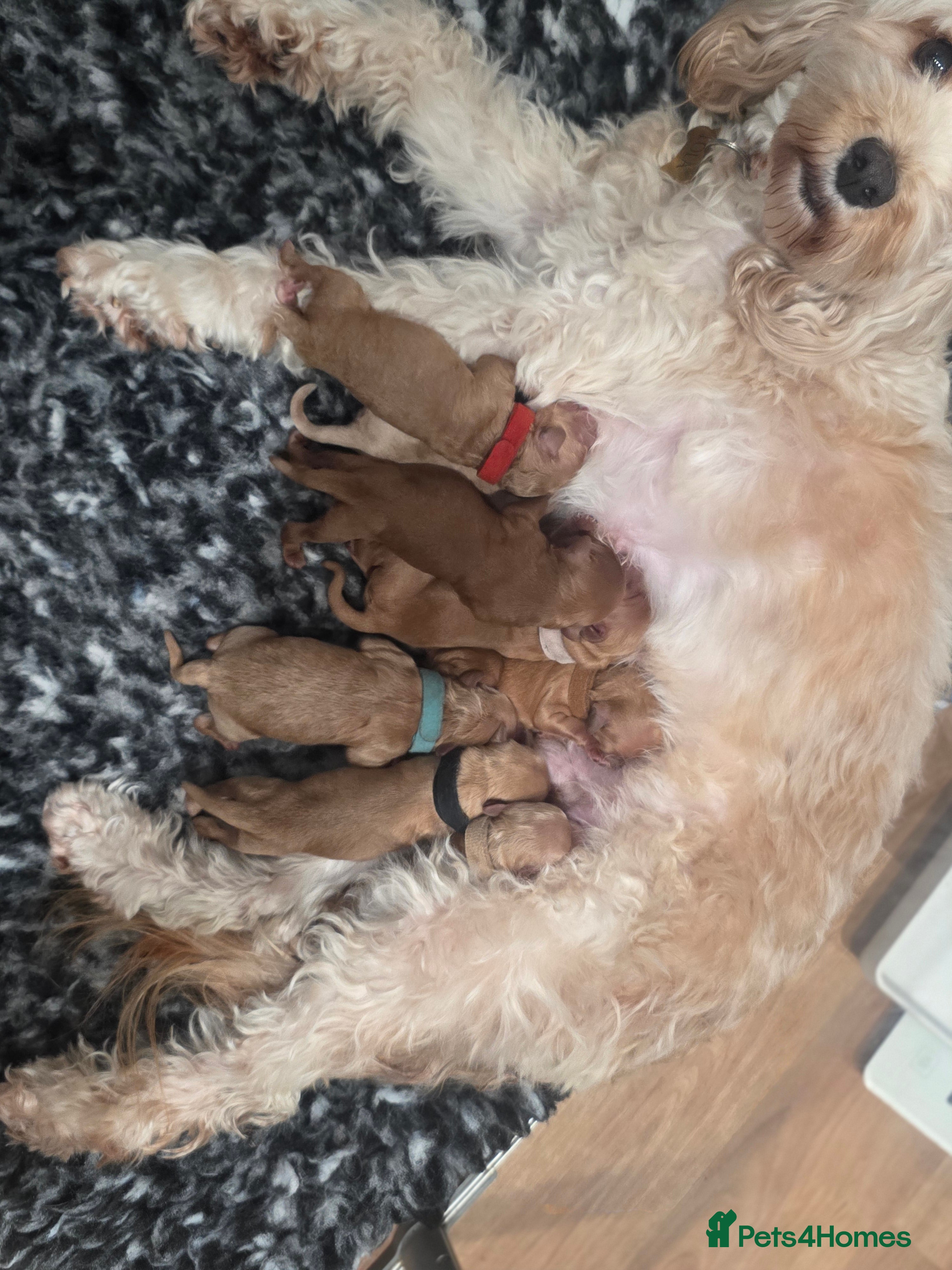 Cavapoo dogs F1B Toy Cavapoo Puppies - Advert 2