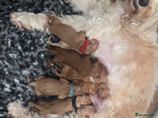 Cavapoo dogs F1B Toy Cavapoo Puppies - Advert 2