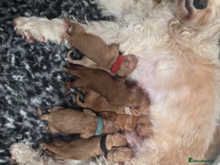 Cavapoo dogs F1B Toy Cavapoo Puppies - Advert 10