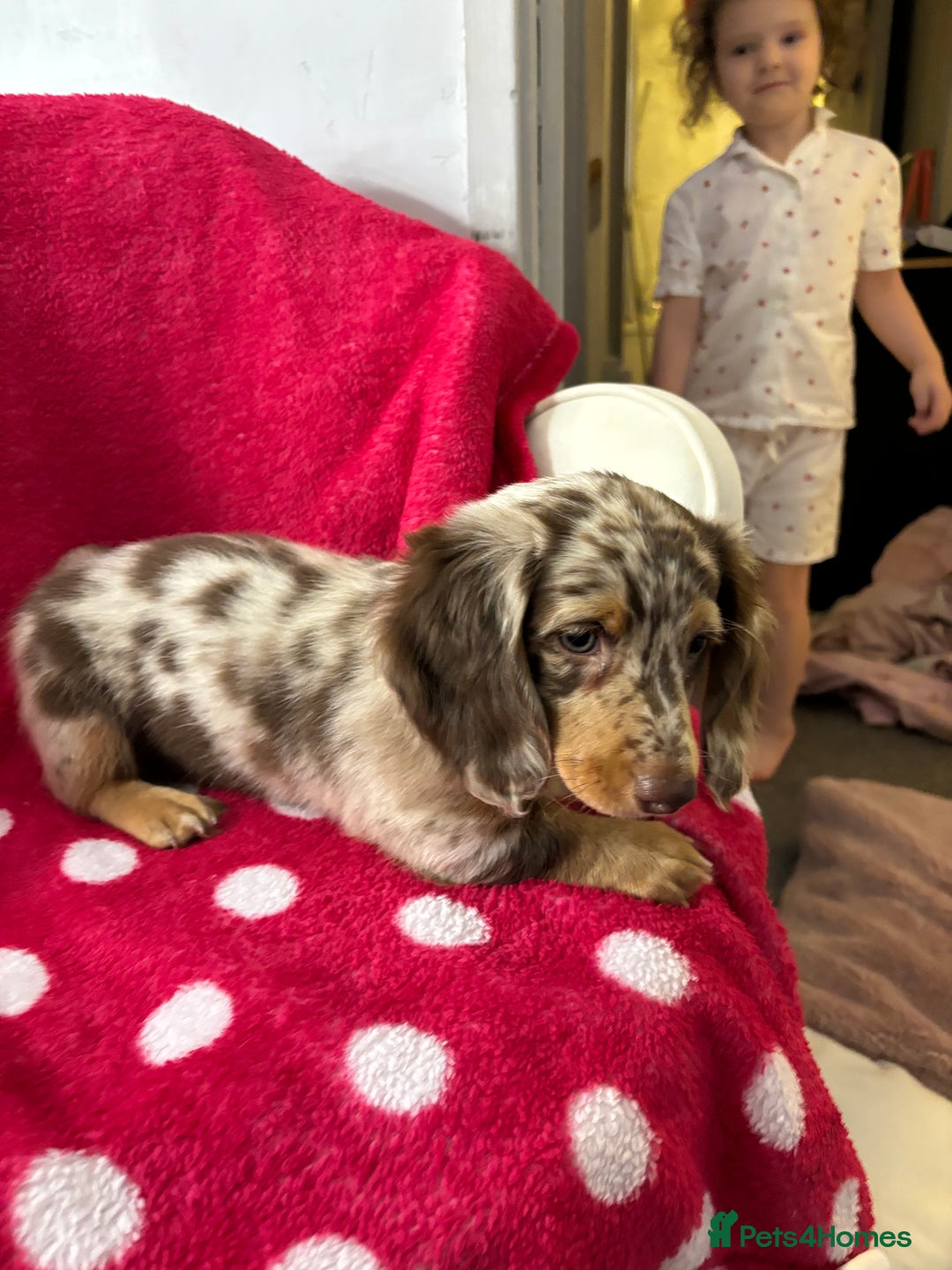 Miniature Dachshund dogs for sale: Miniature dachshunds puppie - Image 7