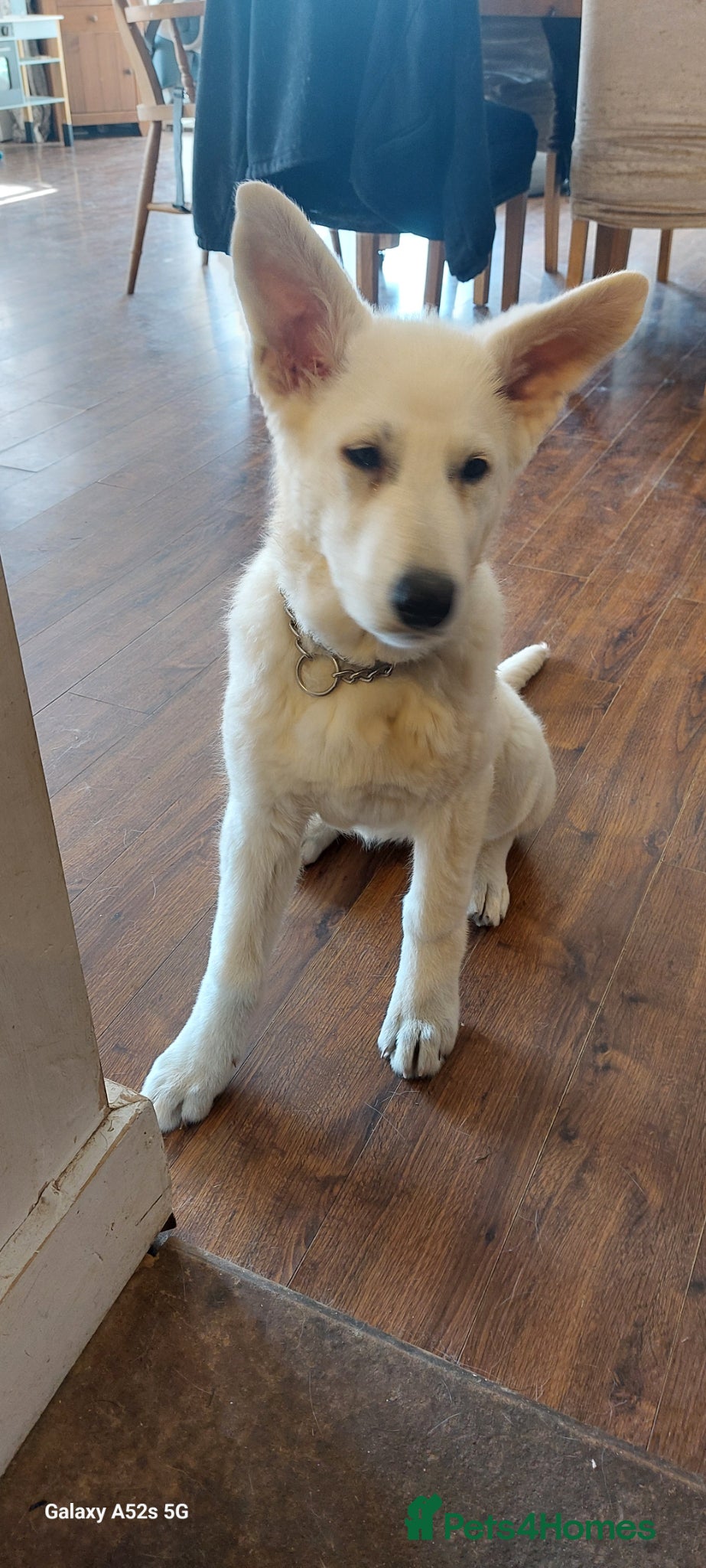 White Swiss Shepherd dogs Ariande - Advert 1