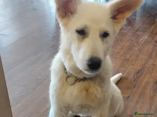 White Swiss Shepherd dogs Ariande - Advert 1