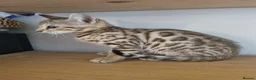 Bengal cats for sale: Stunning snow and brown bengal kittens - Advert 13