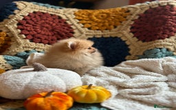 Pomeranian dogs for sale: Fabulous Pomeranian Girl Puppies  - Image 10