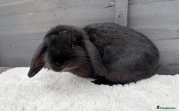 Mini Lop rabbits for sale: 🤎Chocolate Boy Mini Lop Ready to Leave 🤎 - Image 4