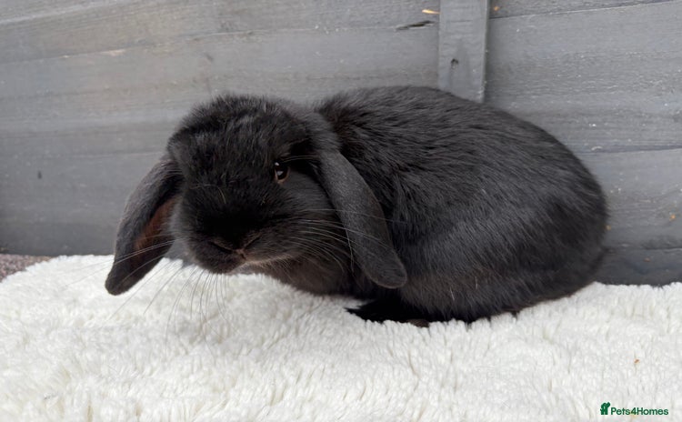 Mini Lop rabbits - Advert 16