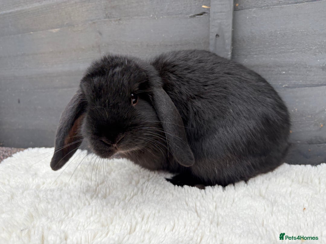 Mini Lop rabbits for sale: 🤎Chocolate Boy Mini Lop Ready to Leave 🤎 - Image 4
