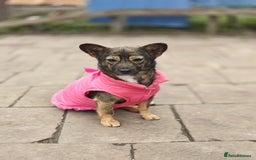 Mixed Breed dogs for adoption: 💖🐶 KELLY 🐶💖 - Image 4