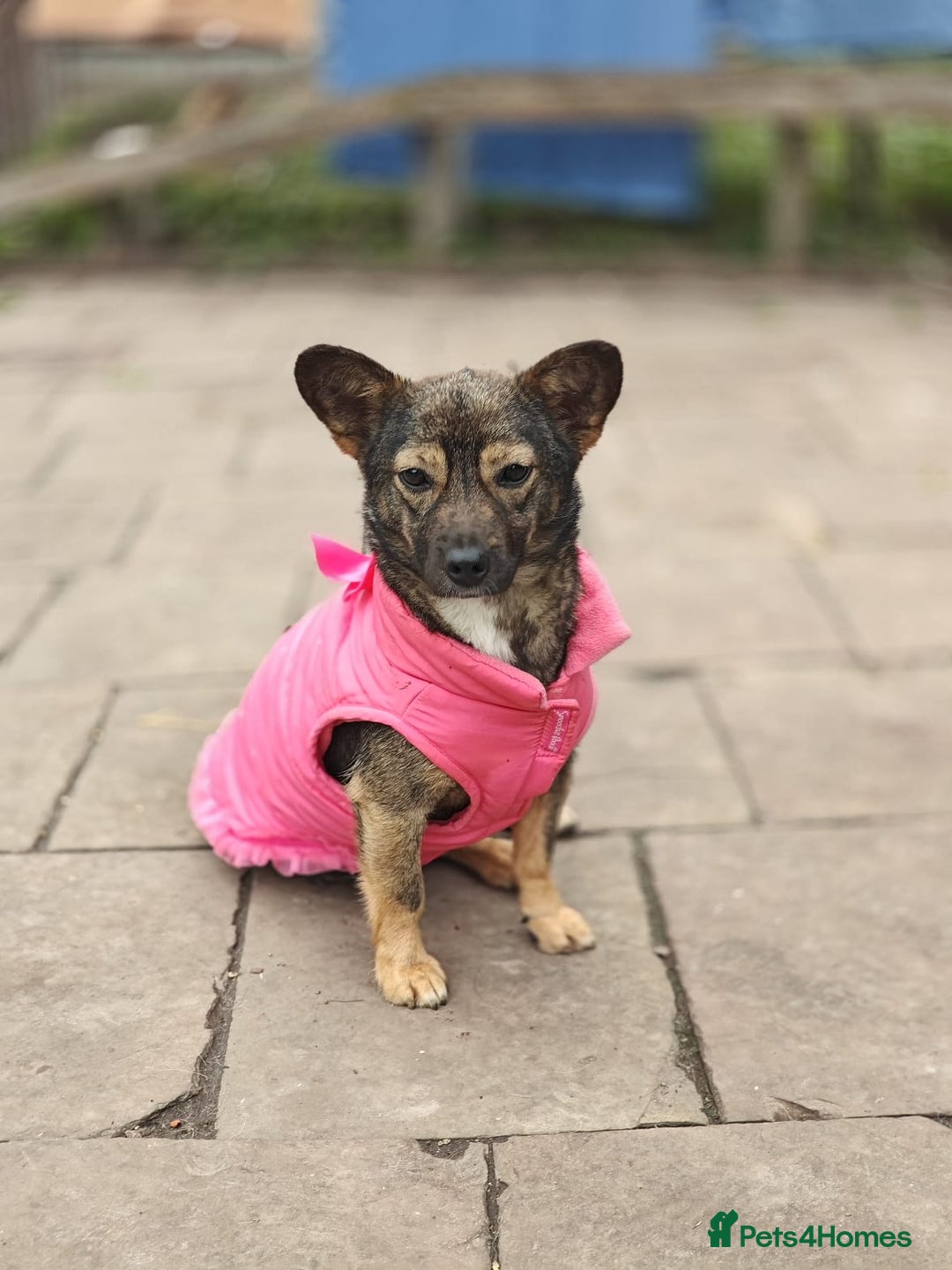 Mixed Breed dogs for adoption: 💖🐶 KELLY 🐶💖 - Image 4