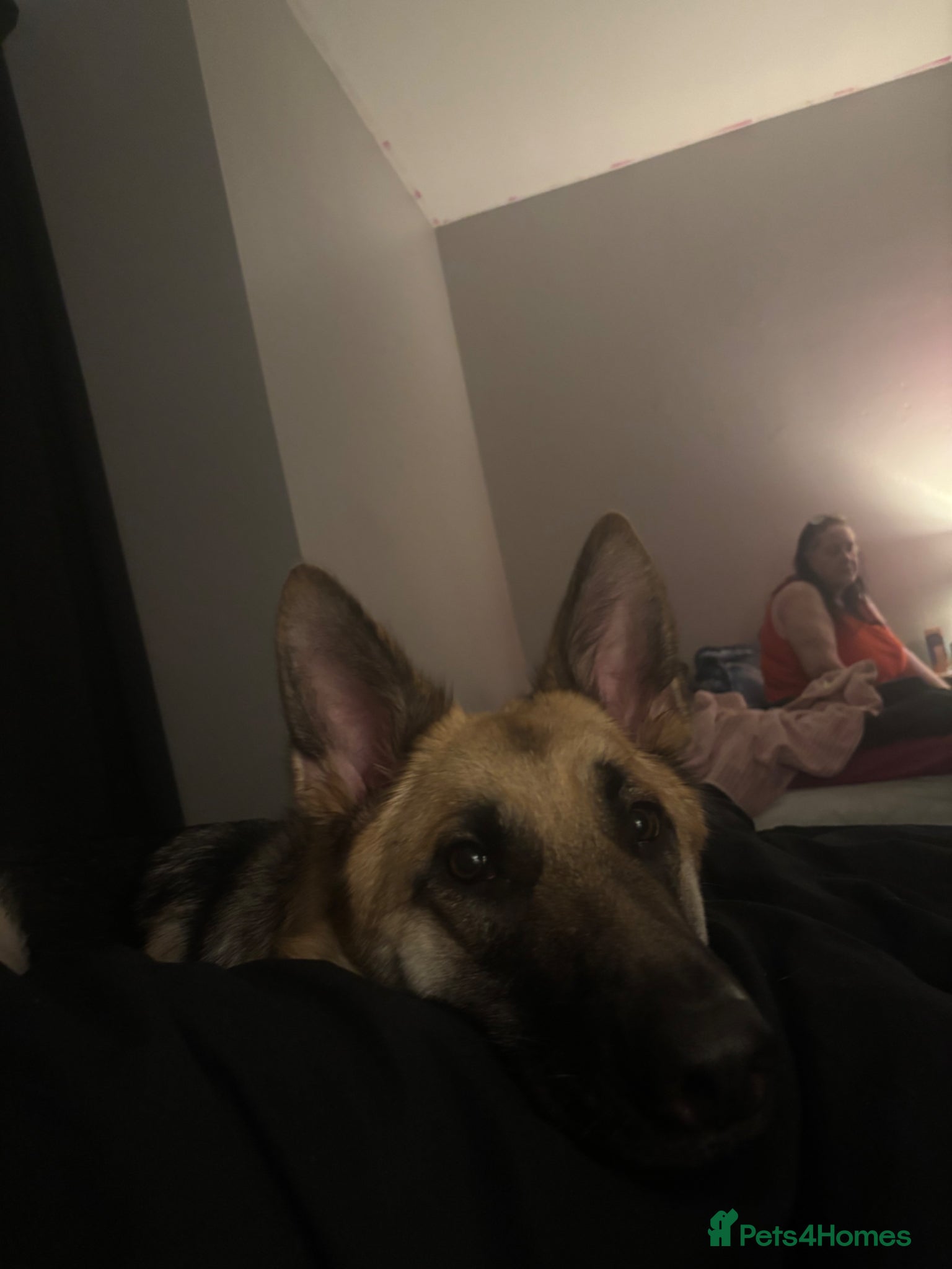 Mixed Breed dogs for sale: Skye the German Shepard  in North Shields - Advert 7