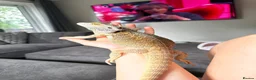 Bearded Dragon reptiles for sale: Bearded dragon looking for a loving home in Southampton - Advert 5