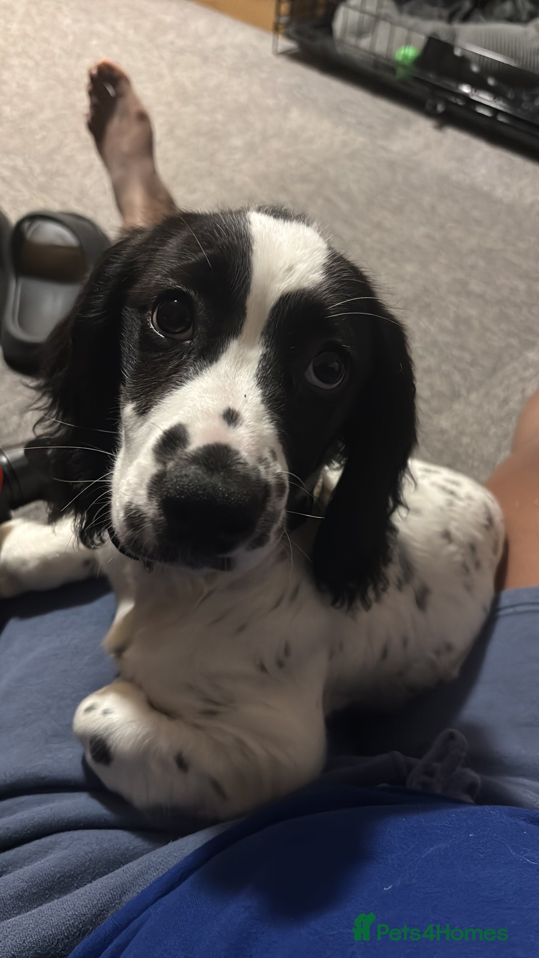 Mixed Breed dogs for sale: Cookie - Advert 1