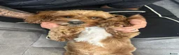Cavapoo dogs for stud: F1 boy cavapoo for stud. (willow) - Advert 3