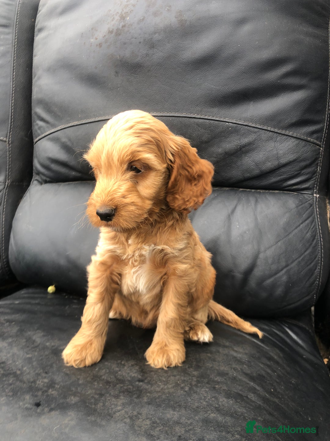 Cockapoo dogs for sale: F1 Cockapoo puppies  - Image 4