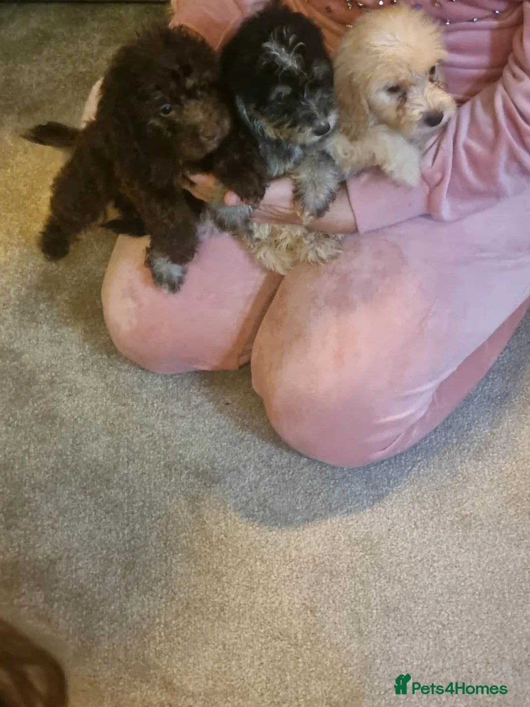 Cockapoo dogs for sale: Beautiful cockapoo  - Advert 33