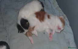 Persian cats for sale: PERSIAN CROSS KITTEN BABIES - Image 4