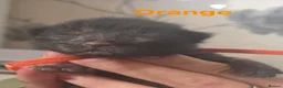 Mixed Breed cats for sale: 6 beautiful maine coon X  in Clacton-on-Sea - Advert 11