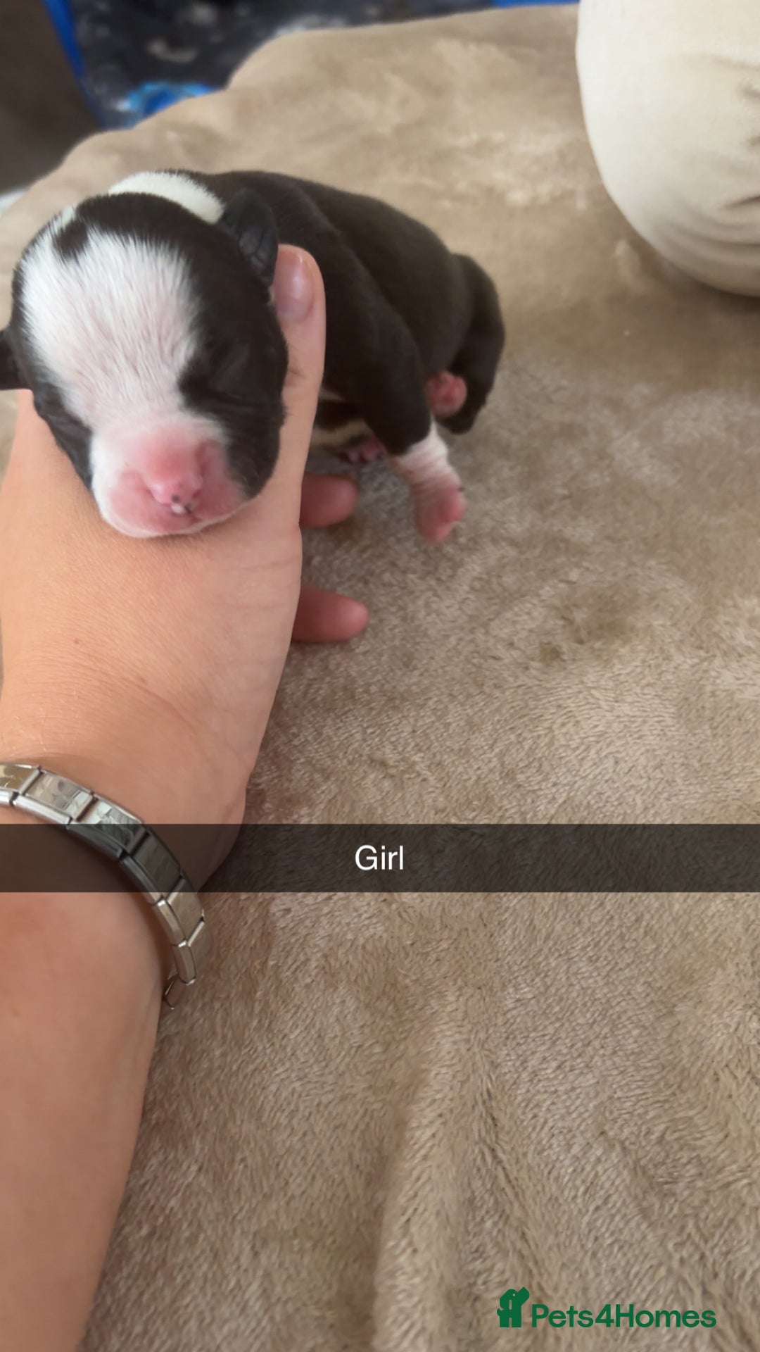 Mixed Breed dogs for sale: Pocket bully x  - Image 3