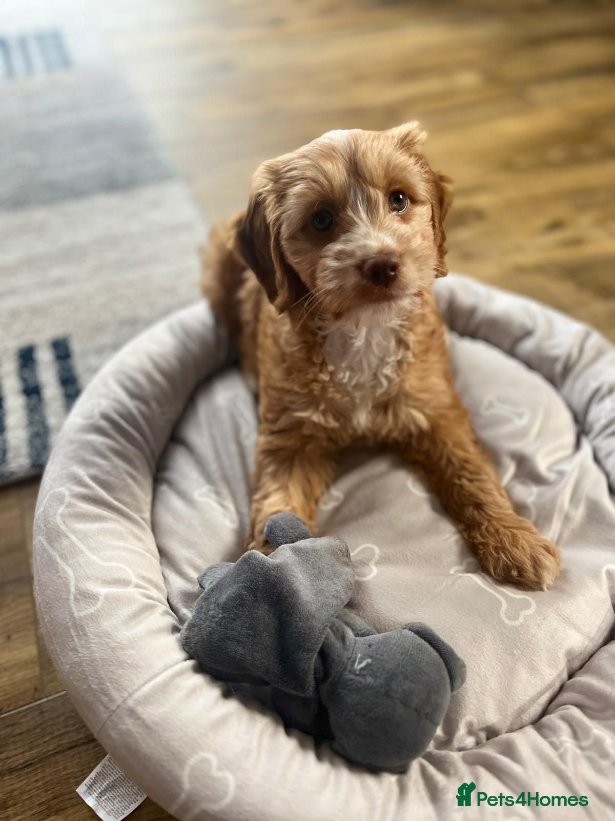 Cockapoo dogs ***F1 Cockapoo Puppies - Waiting lists open *** - Advert 1