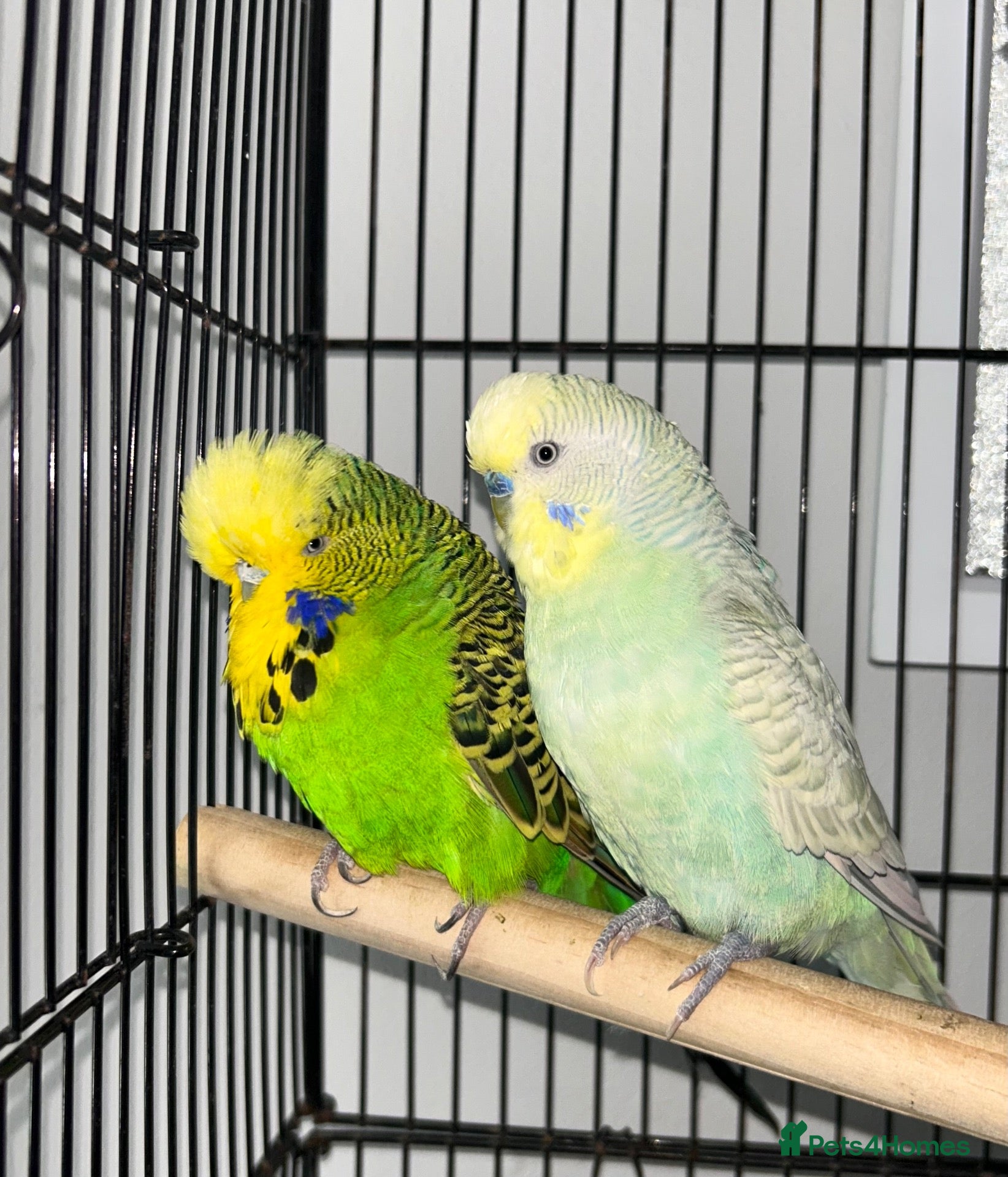 Budgerigars birds Budgies - 2 male, 1 female  - Advert 1