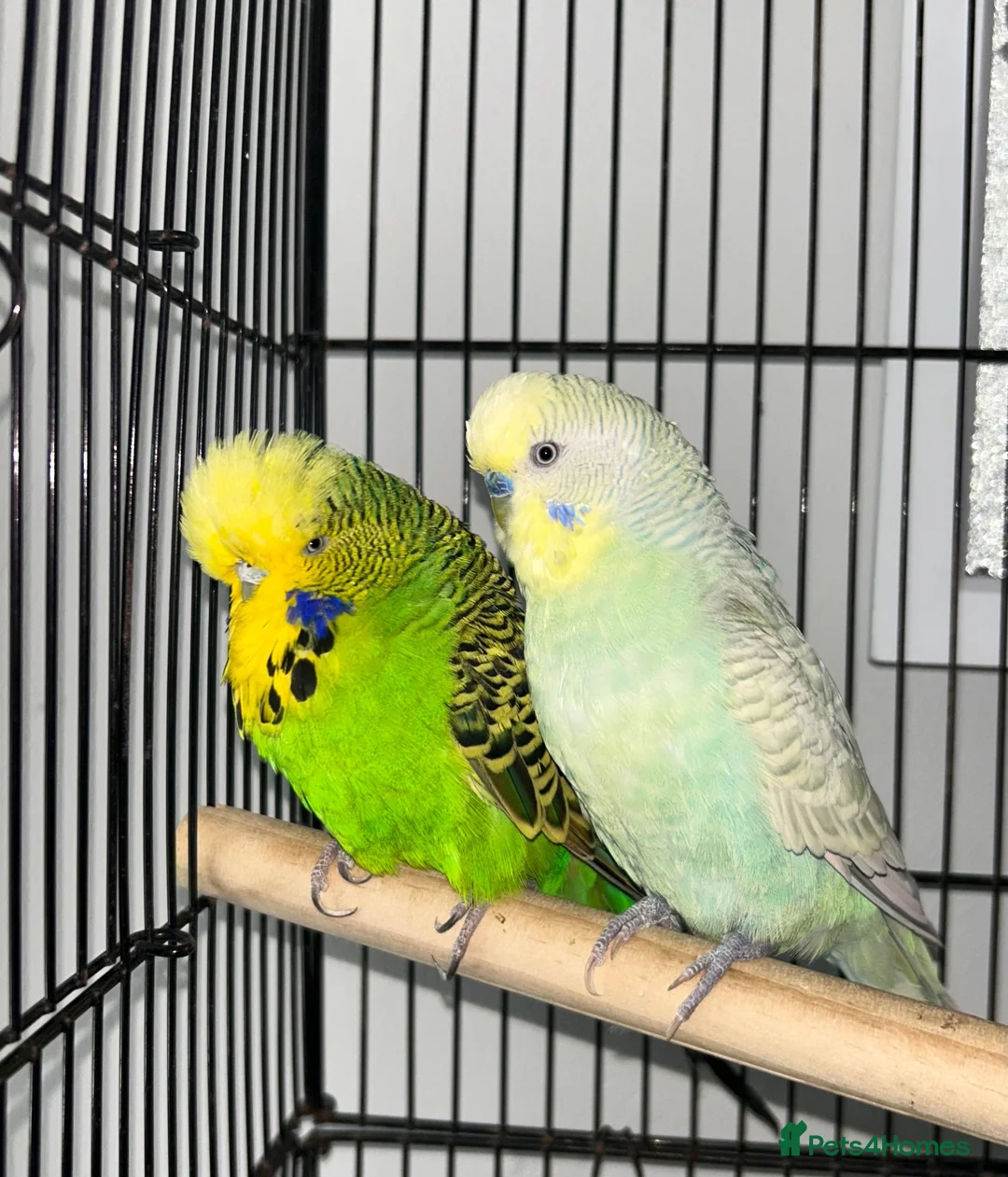 Budgerigars birds for sale: Budgies - 2 male, 1 female  - Advert 1