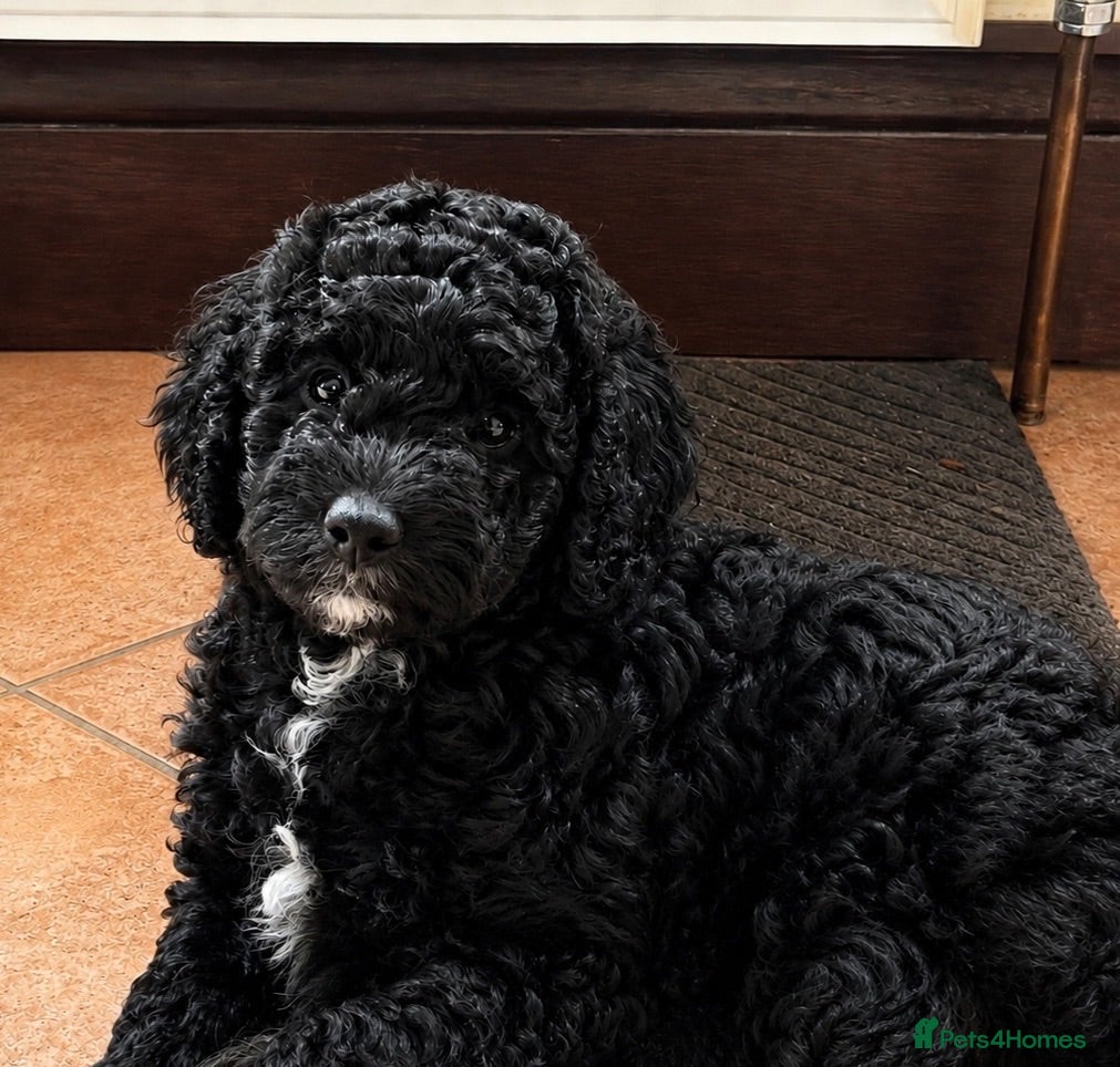 Mixed Breed dogs STUNNING AUSTRALIAN LABRADOODLE GIRL - Advert 1
