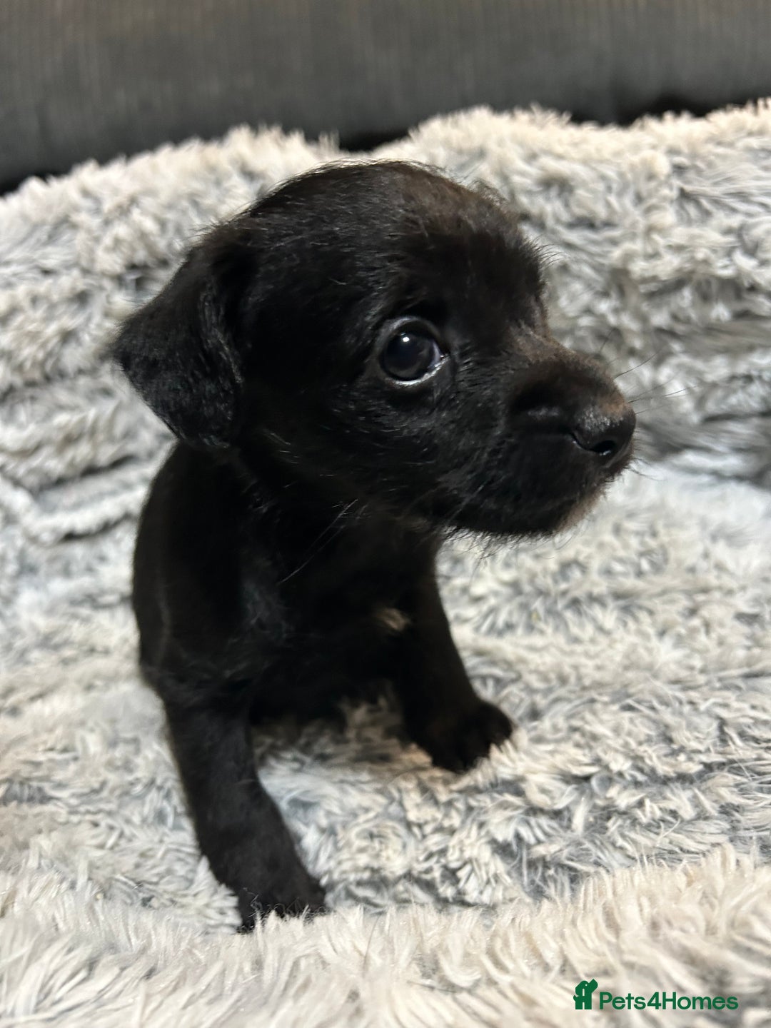 Chipoo dogs for sale: Poochis (poodle chihuahua mix) - Advert 2