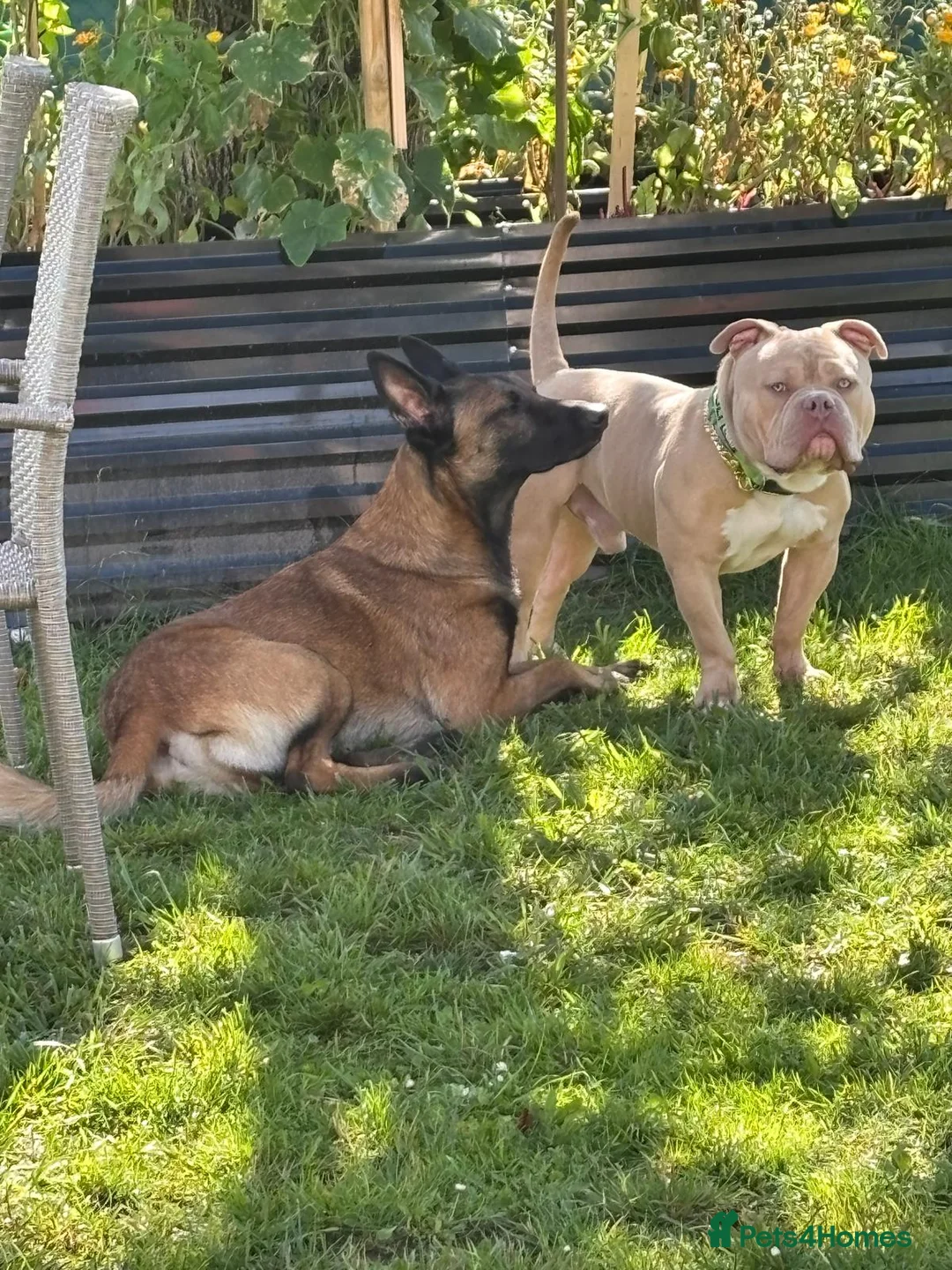 American Bully dogs for sale: Bruno 2 years old very friendly  - Advert 2