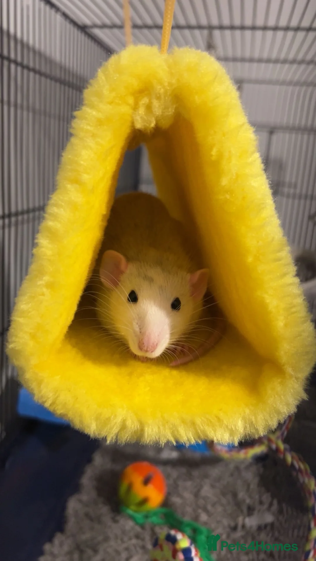 Rat rodents for sale: 2 beautiful female rats in Melton Mowbray - Advert 4