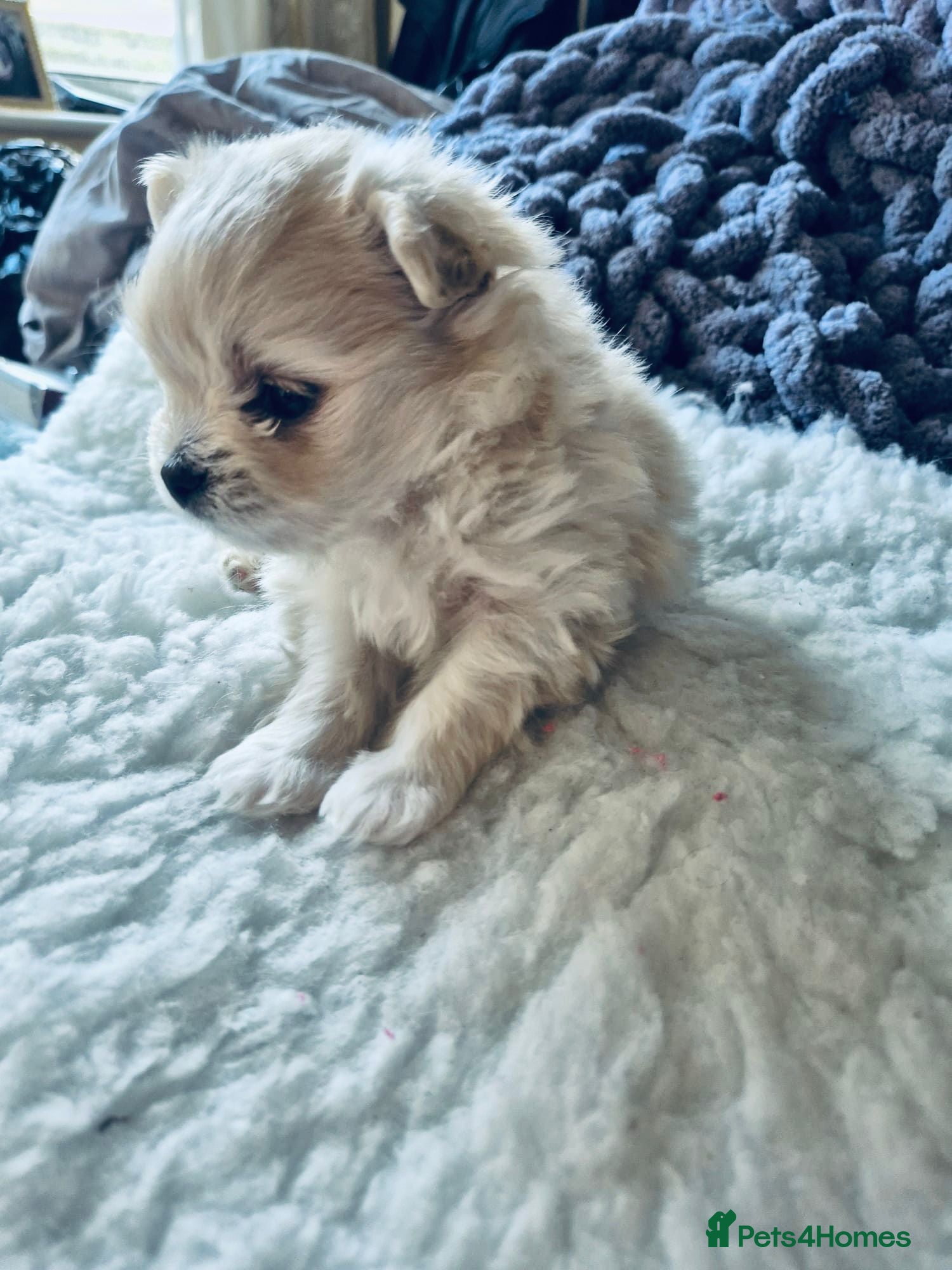 Mixed Breed dogs Maltipom - Advert 4