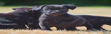 Patterdale Terrier 3