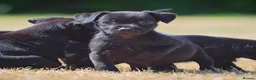 Patterdale Terrier dogs for sale: Patterdale Terrier Puppies, Last 2 Left! 🐾 - Advert 15