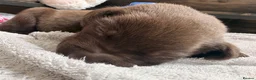 Labrador Retriever dogs for sale: Beautiful Chocolate & Black Labrador Puppies in Torquay - Advert 13