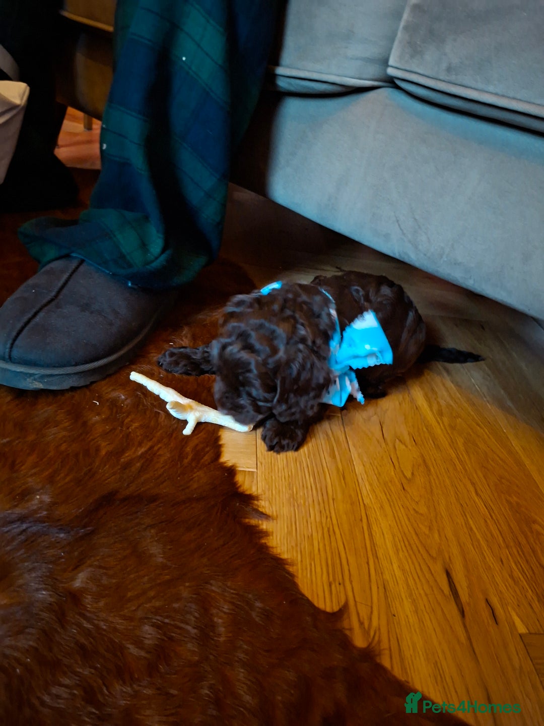 Cockapoo dogs for sale: Cockerpoos looking for forever homes - Advert 15